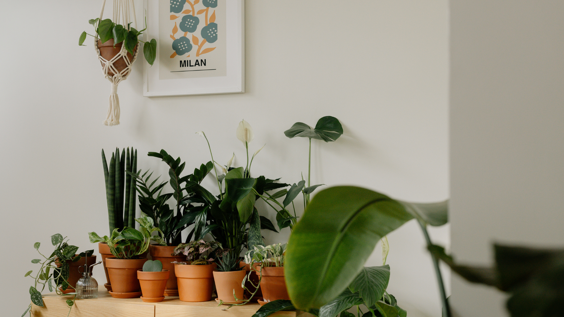 Choosing the Right Indoor Plants for Your Home: A Guide to Enhancing Your Living Space